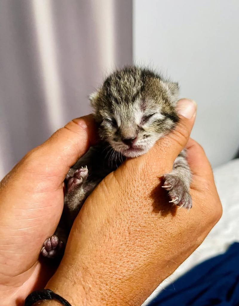 Marina, Adoptable, Young Female Domestic Short Hair.