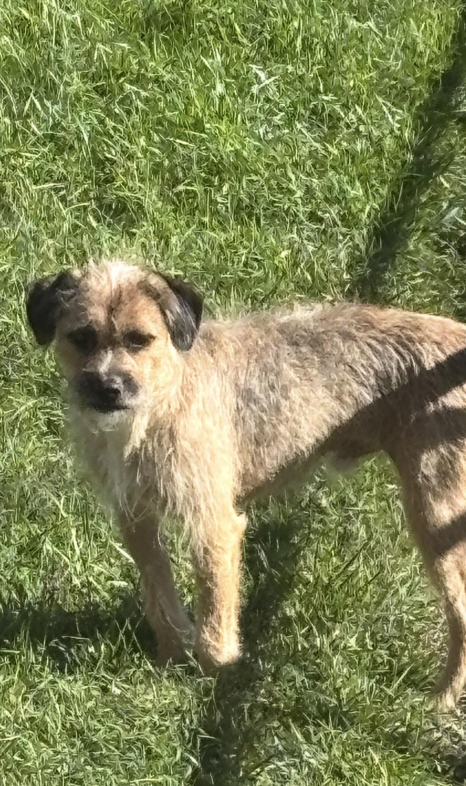 Enlarge Frankie, a Adoptable mixed breed in Chesapeake Beach, MD image 2/4