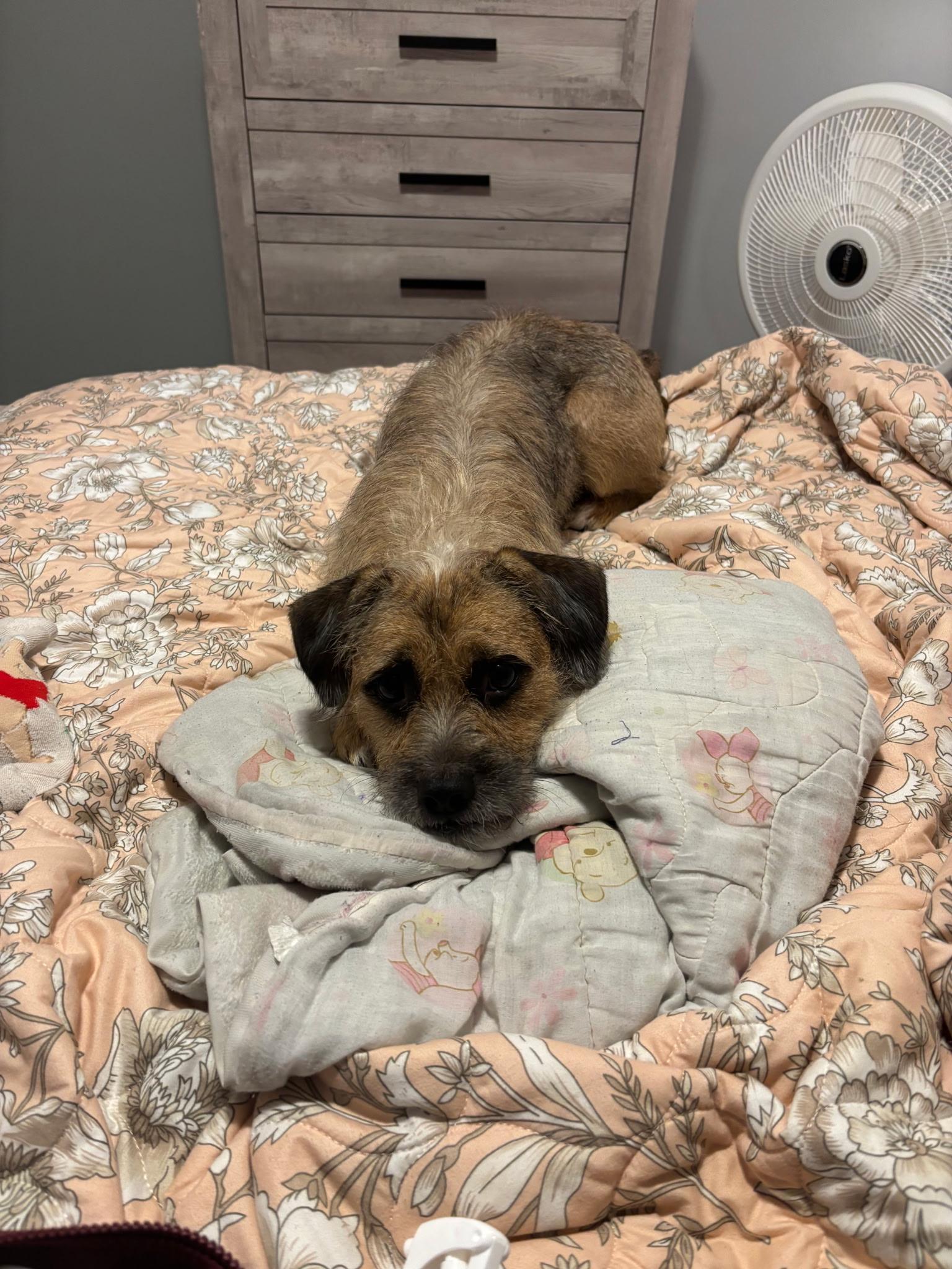 Enlarge Frankie, a Adoptable mixed breed in Chesapeake Beach, MD image 1/4