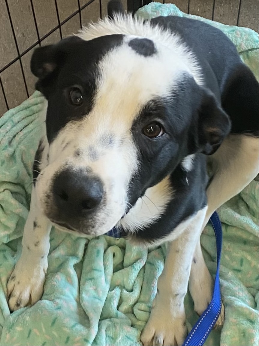 Starsky and Hutch, a Adoptable mixed breed image 1/5