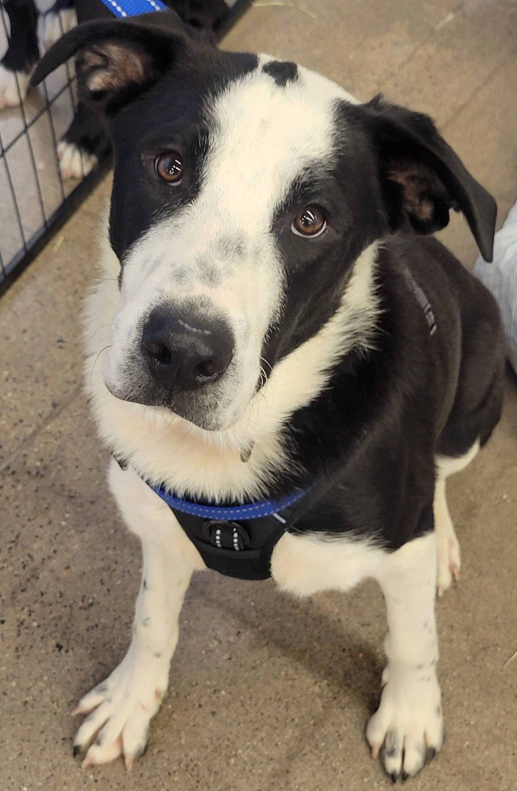 Starsky and Hutch, a Adoptable mixed breed image 2/5