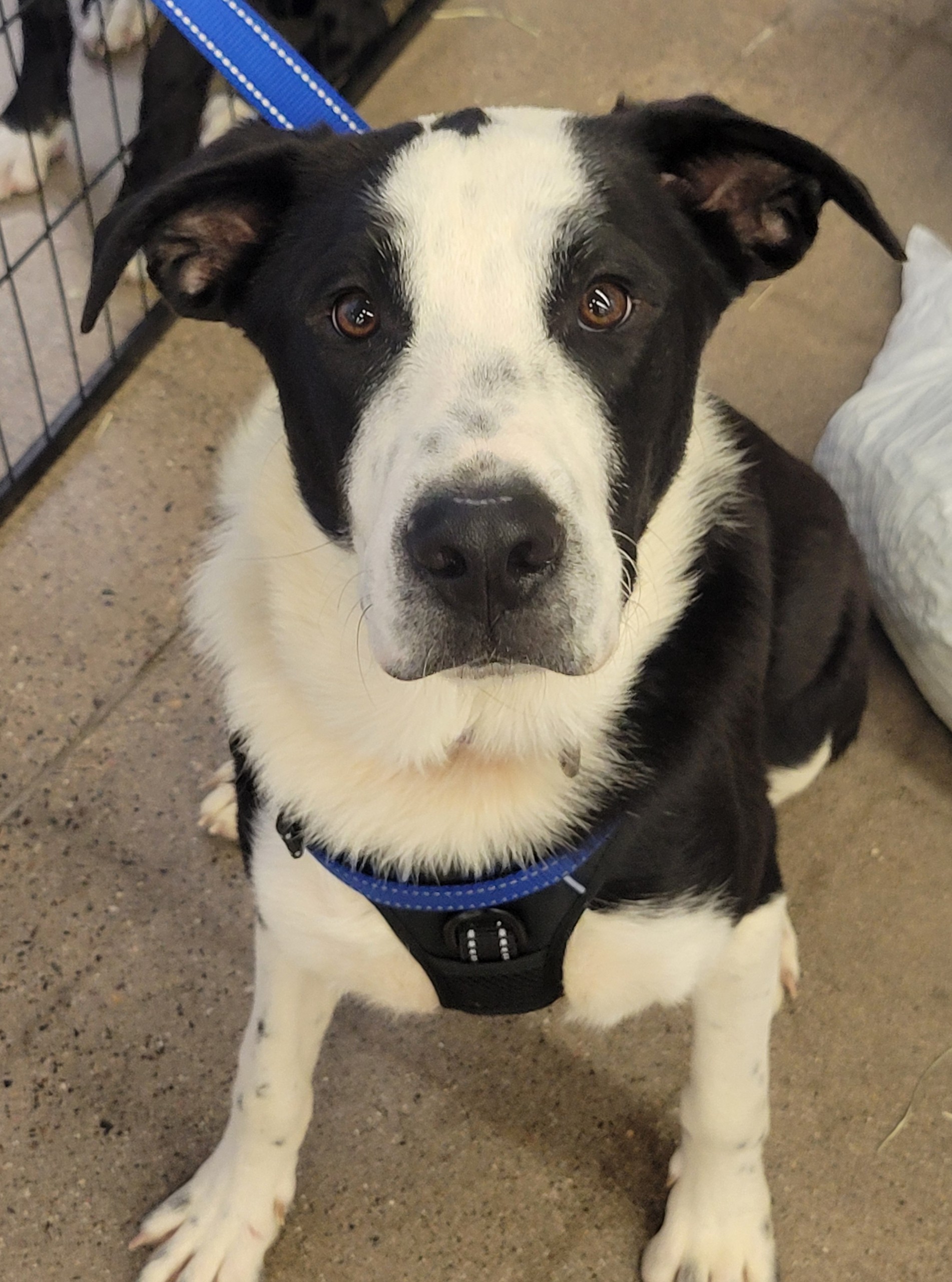 Starsky and Hutch, a Adoptable mixed breed image 3/5