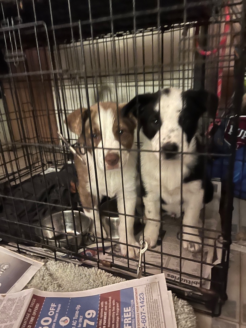 Starsky and Hutch, a Adoptable mixed breed image 4/5