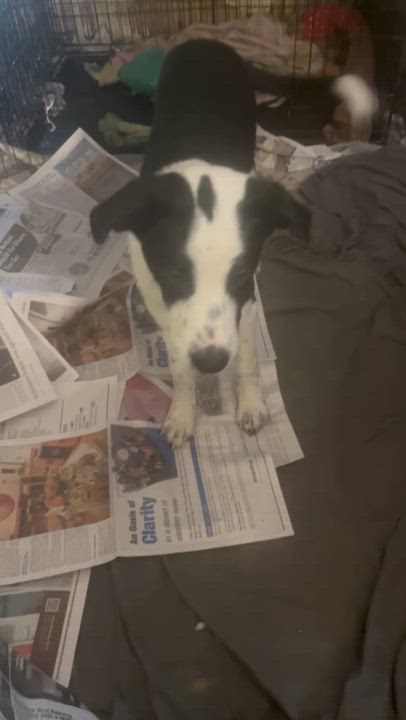 Enlarge Starsky and Hutch, a Adoptable mixed breed video 5/5