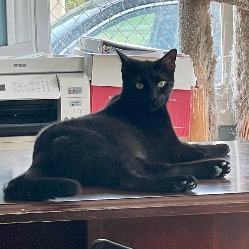 Harry, Adoptable, Young Male Domestic Short Hair.