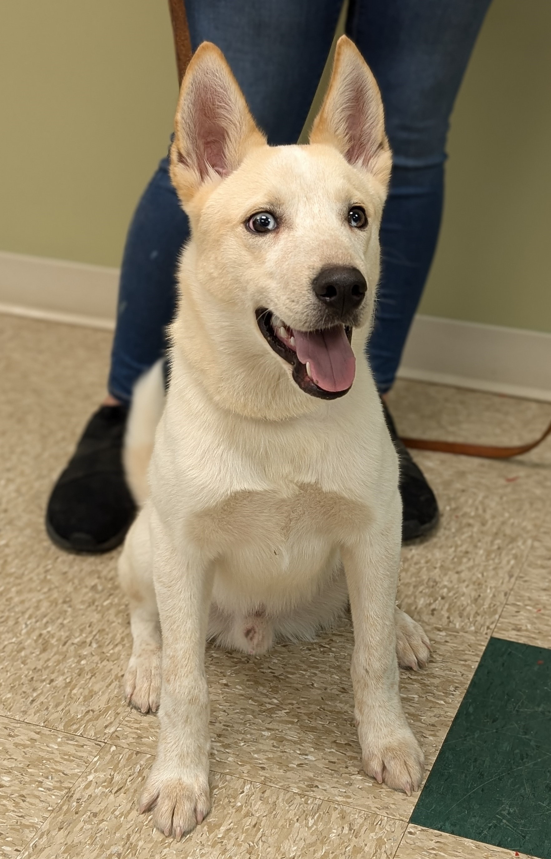 Que, a Adoptable mixed breed in Hastings, NE image 2/3