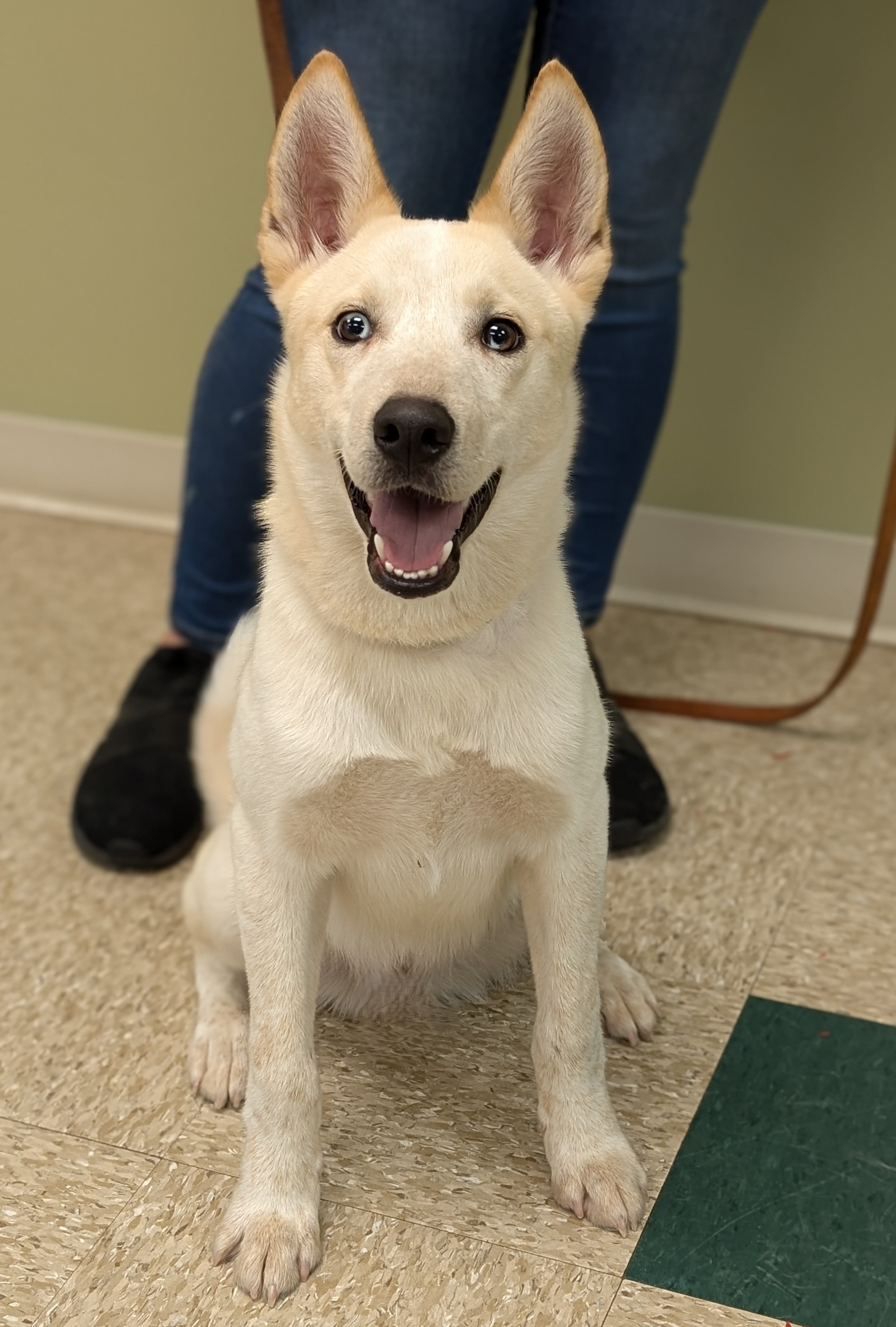 Que, a Adoptable mixed breed in Hastings, NE image 3/3