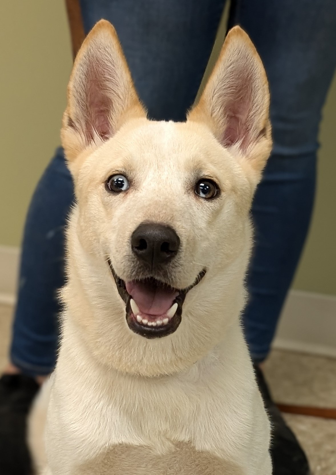 Que, Adoptable, Young Male Australian Cattle Dog / Blue Heeler & Husky.