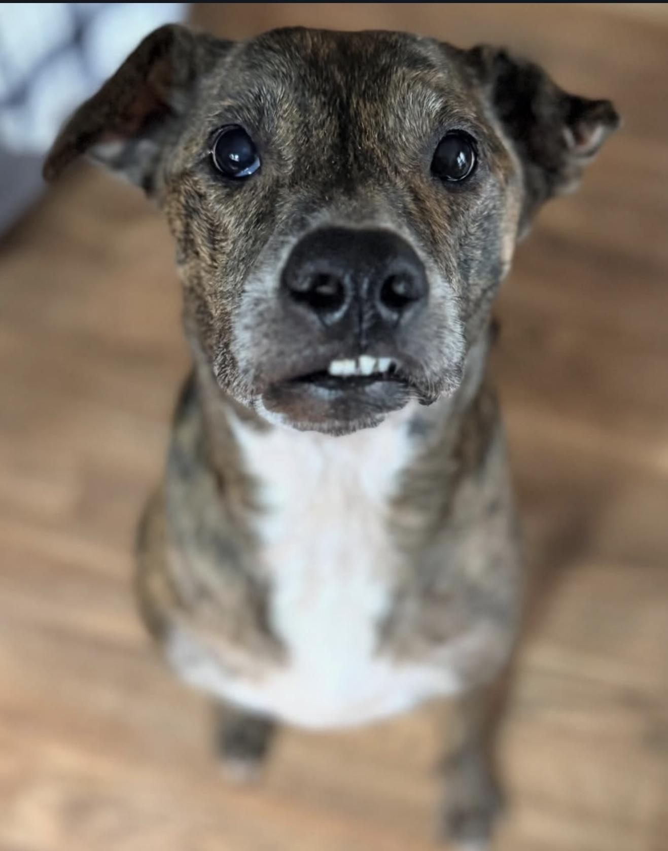 Ava, Adopted, Adult Female Plott Hound & Black Mouth Cur.