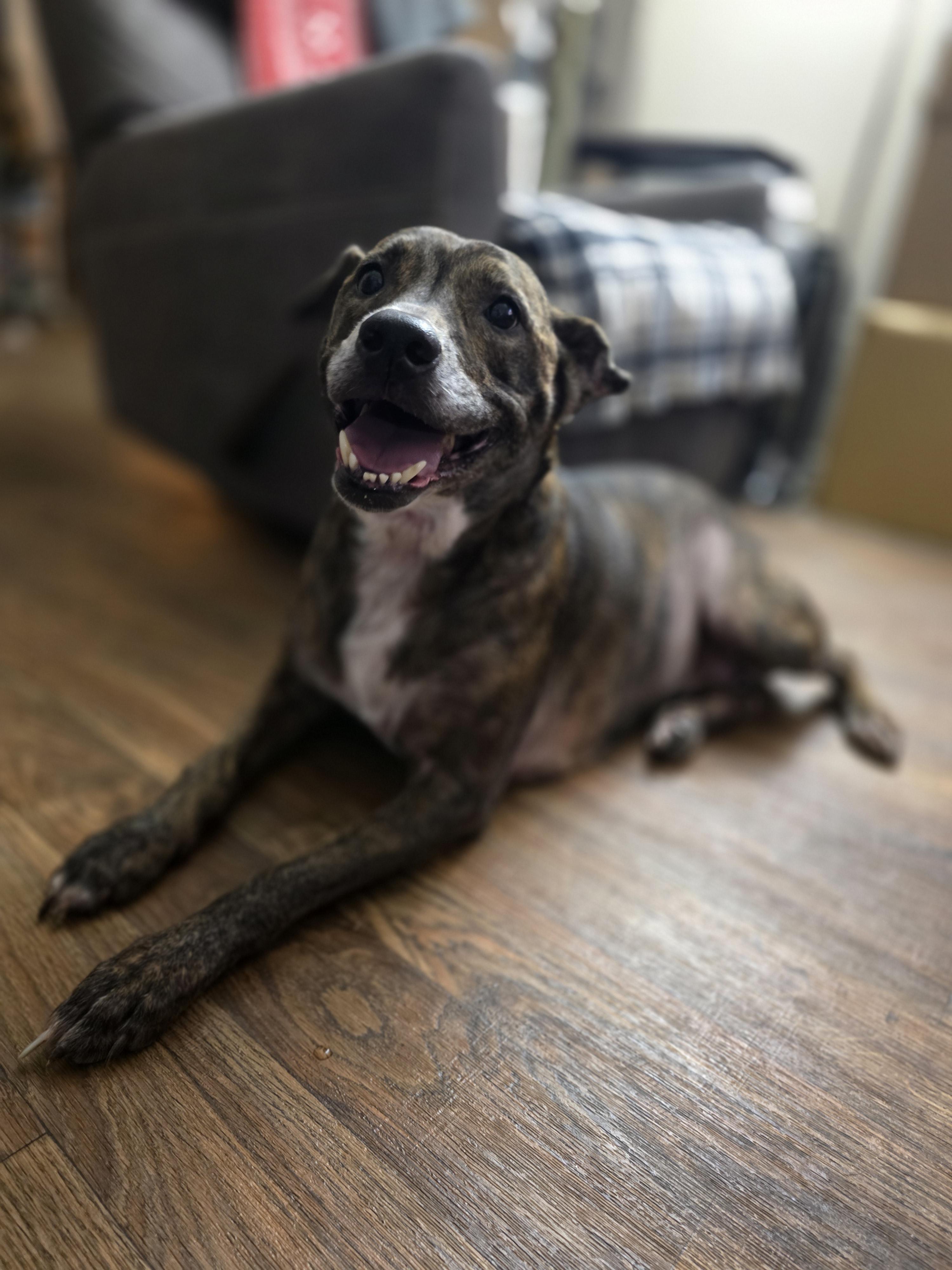 Enlarge Ava, a Adopted mixed breed in Garland, TX image 5/5