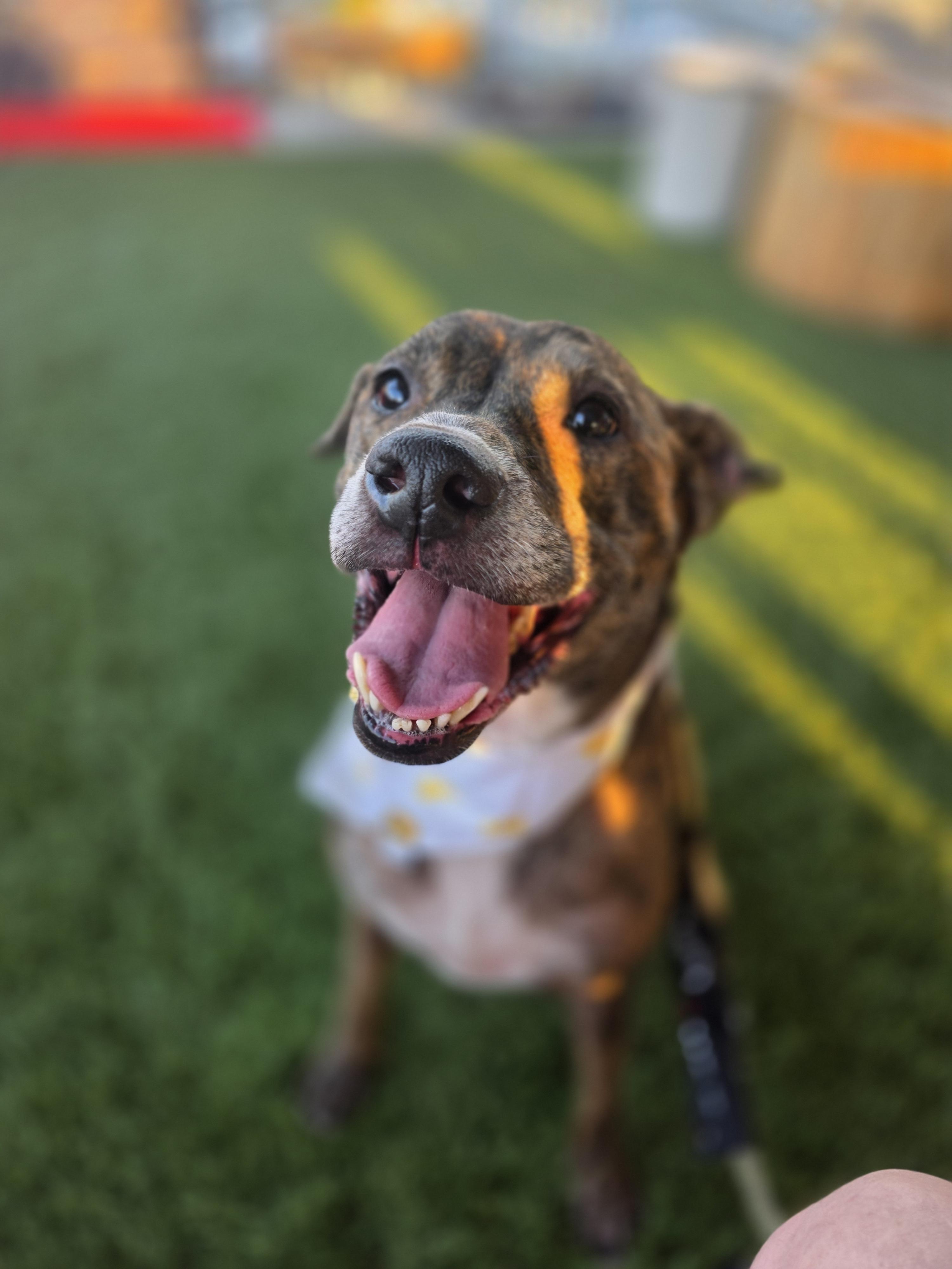 Enlarge Ava, a Adopted mixed breed in Garland, TX image 3/5