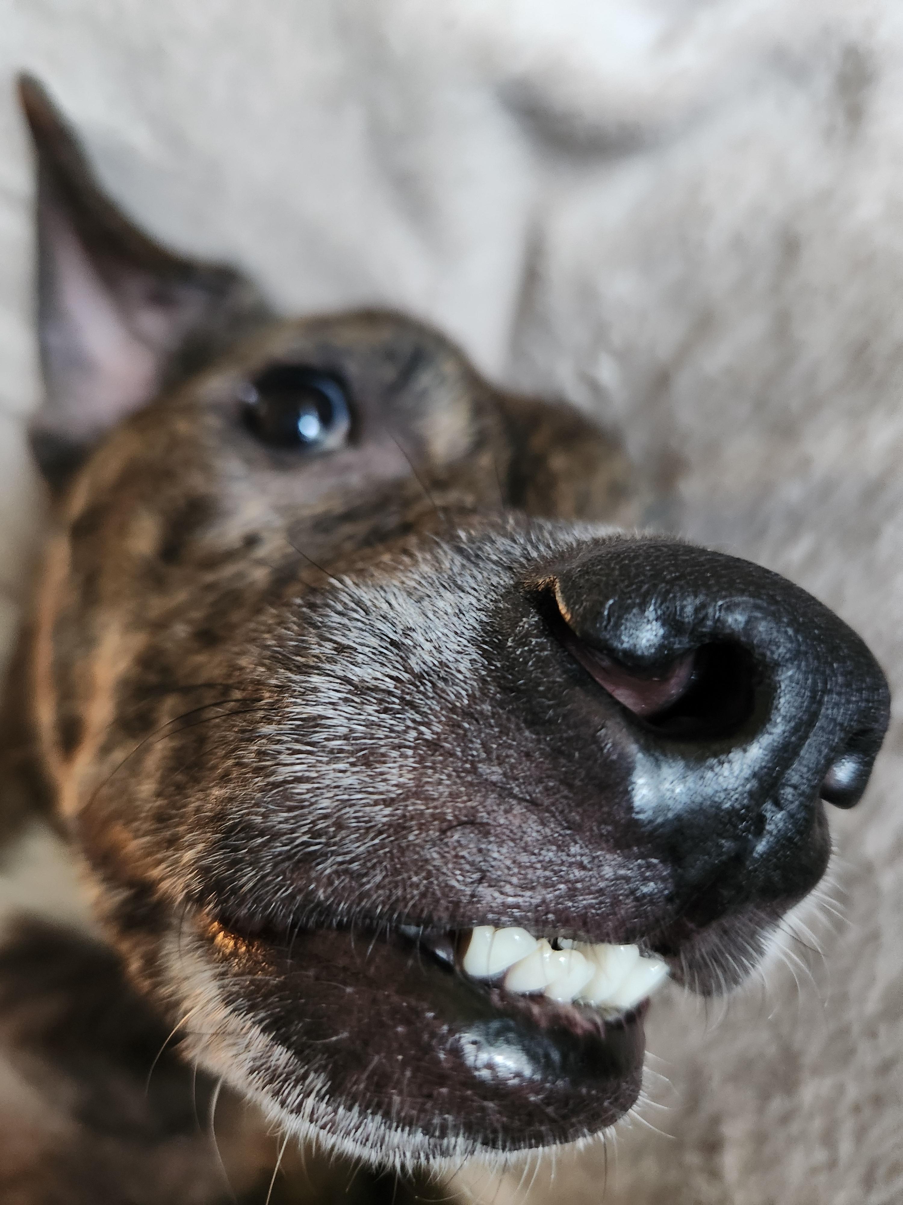 Enlarge Ava, a Adopted mixed breed in Garland, TX image 2/5