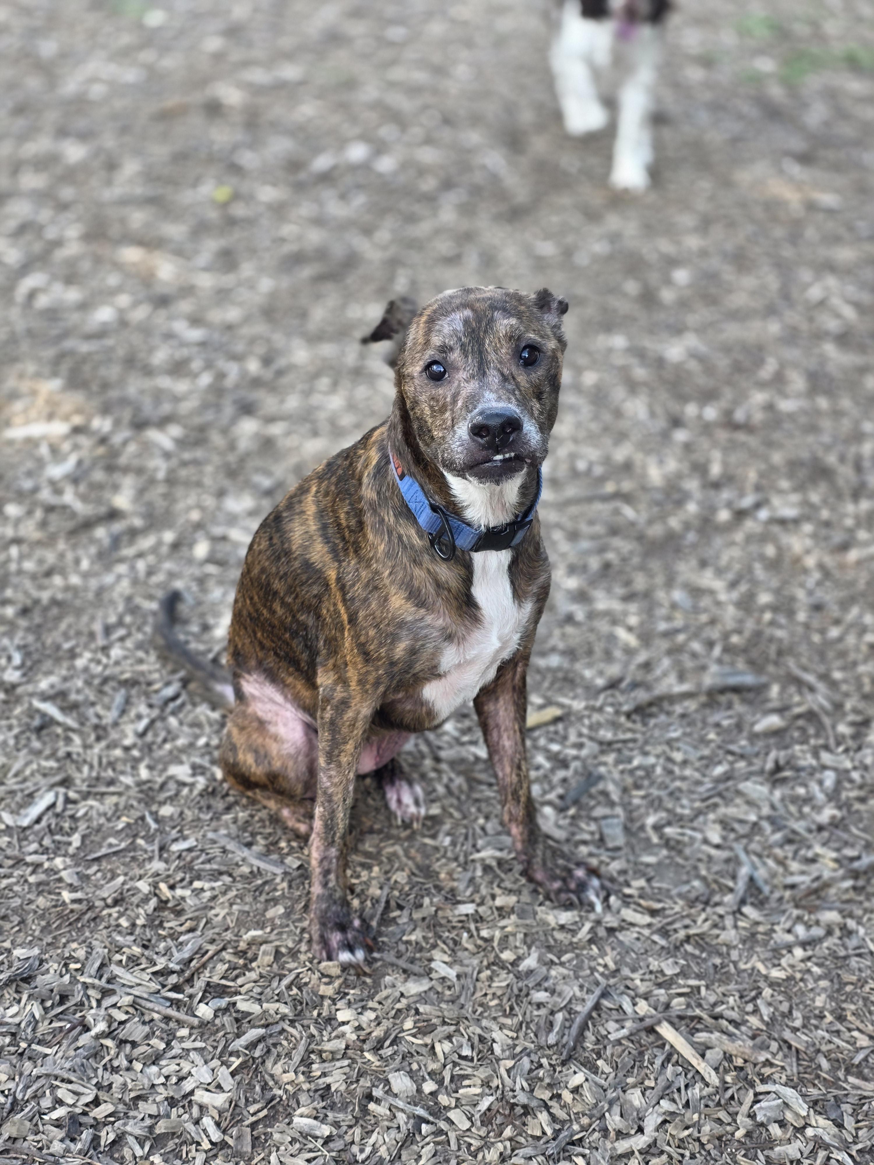 Enlarge Ava, a Adopted mixed breed in Garland, TX image 4/5