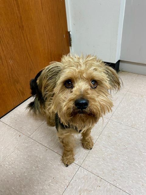 Enlarge Chico, a ADOPTABLE Yorkshire Terrier in Orlando, FL image 2/2