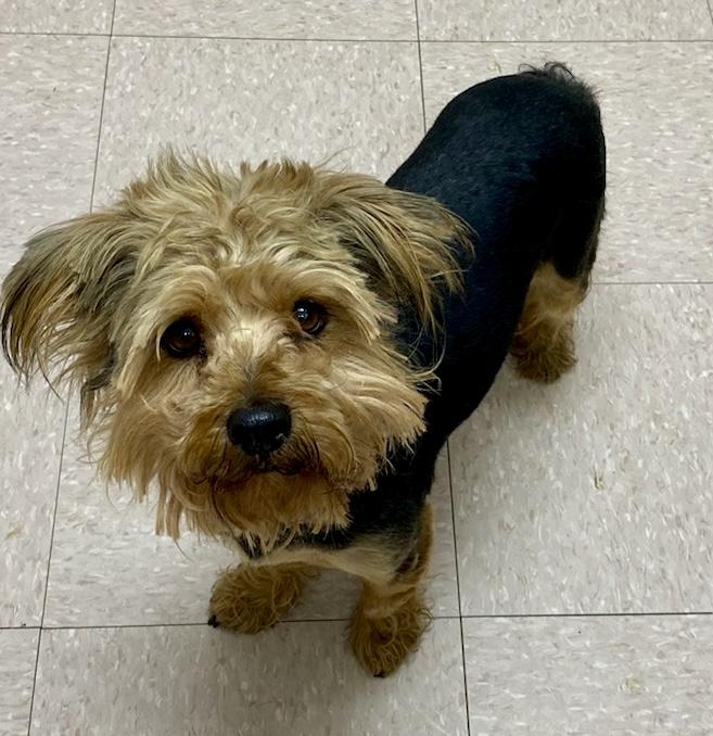Chico, ADOPTABLE, Young Male Yorkshire Terrier.
