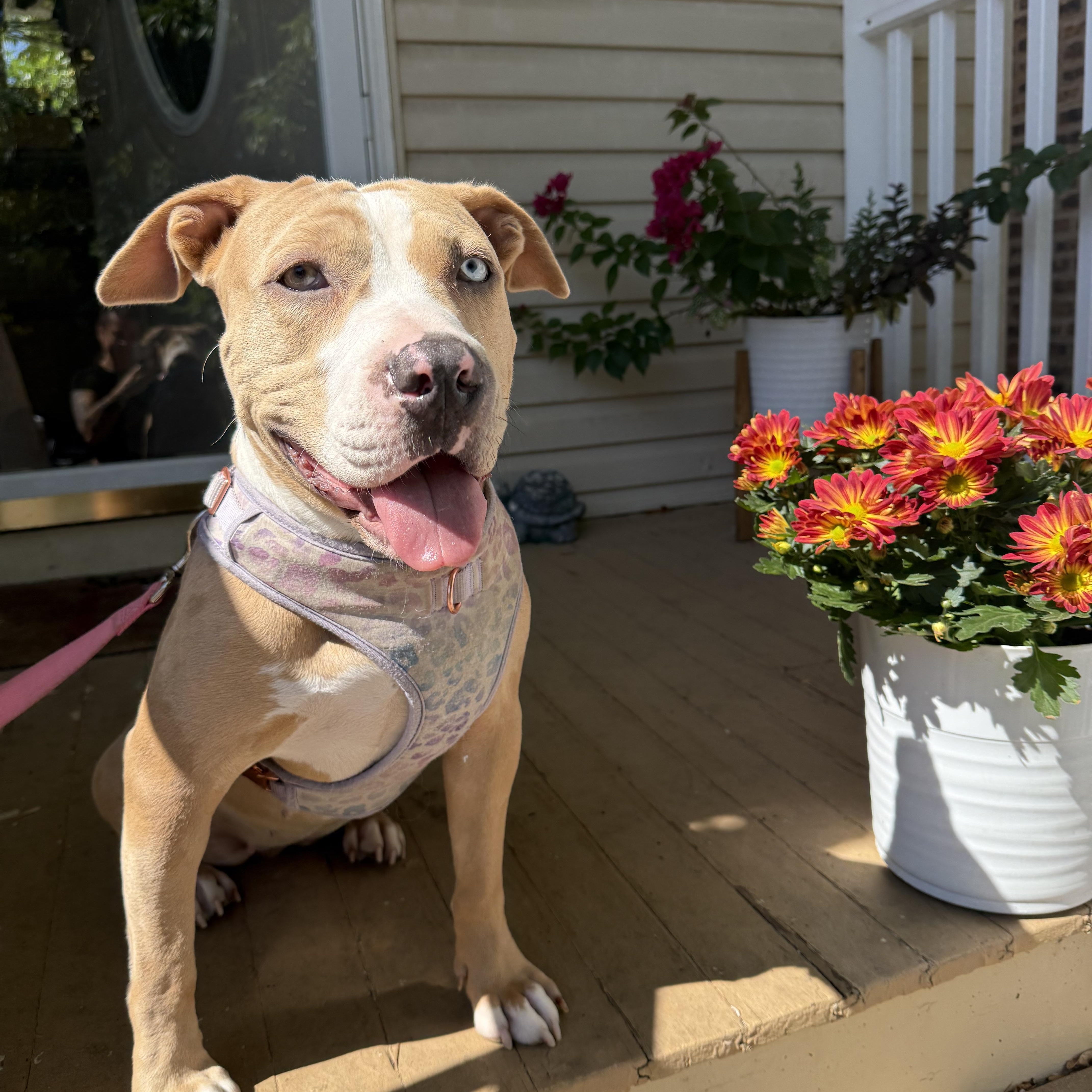 Lakes, a Adoptable Pit Bull Terrier in Chicago, IL image 1/6