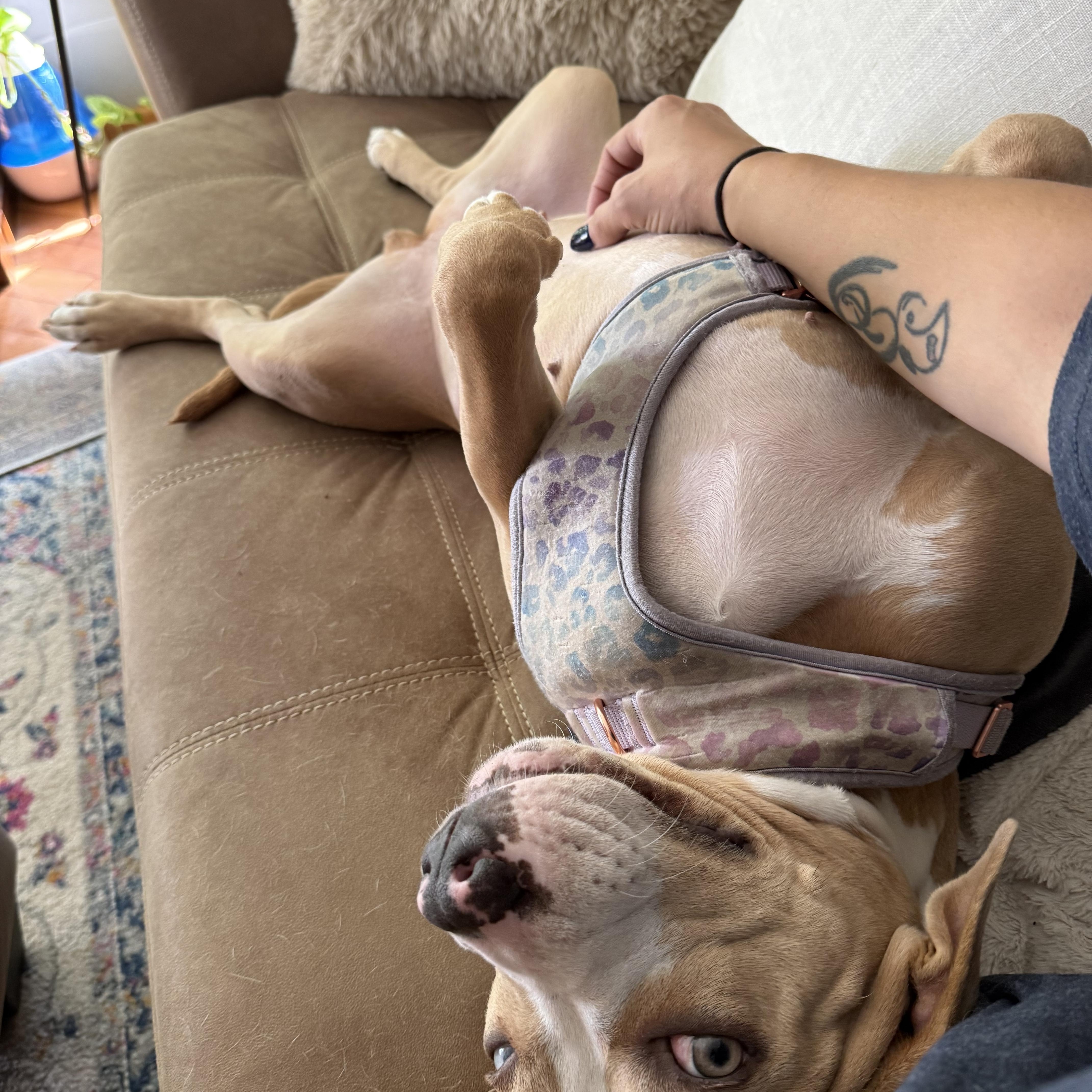 Lakes, a Adoptable Pit Bull Terrier in Chicago, IL image 2/6