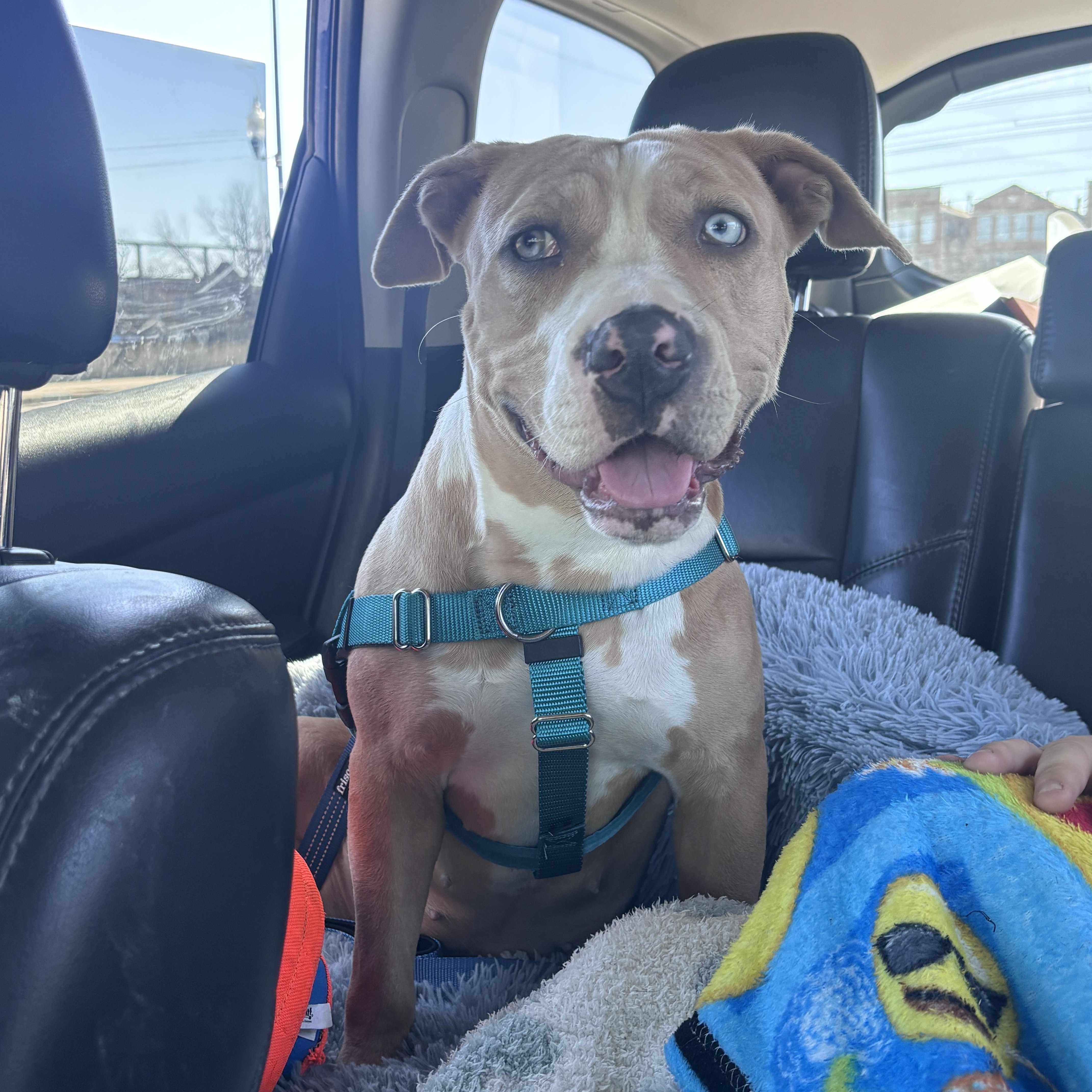 Lakes, a Adoptable Pit Bull Terrier in Chicago, IL image 3/6