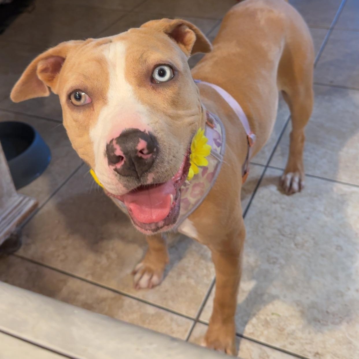 Lakes, a Adoptable Pit Bull Terrier in Chicago, IL image 5/6