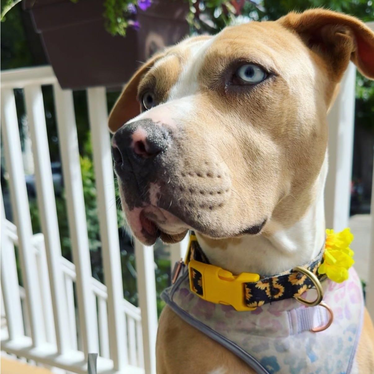 Lakes, a Adoptable Pit Bull Terrier in Chicago, IL image 6/6