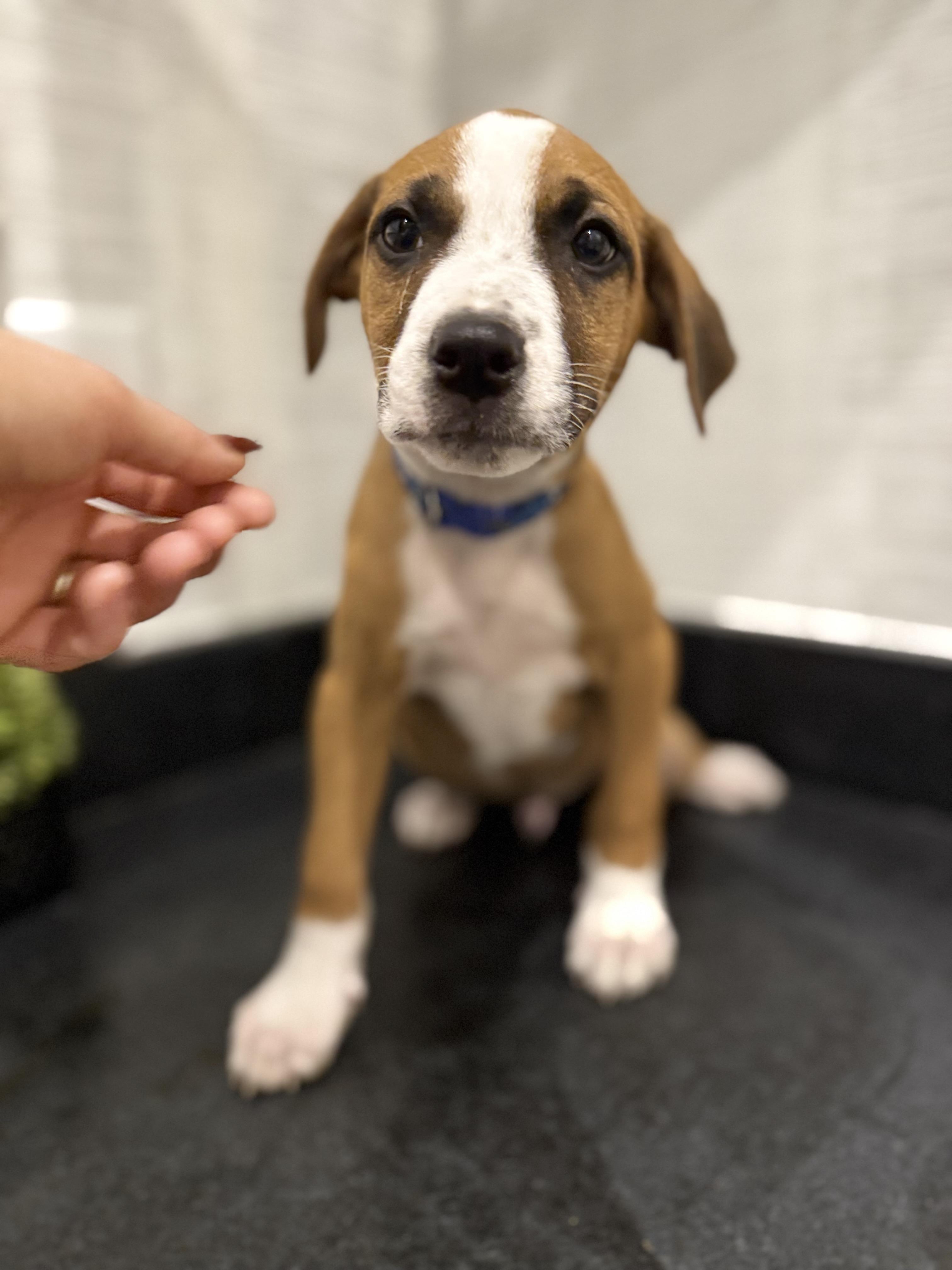 Cooper (McMinnville St. pup)