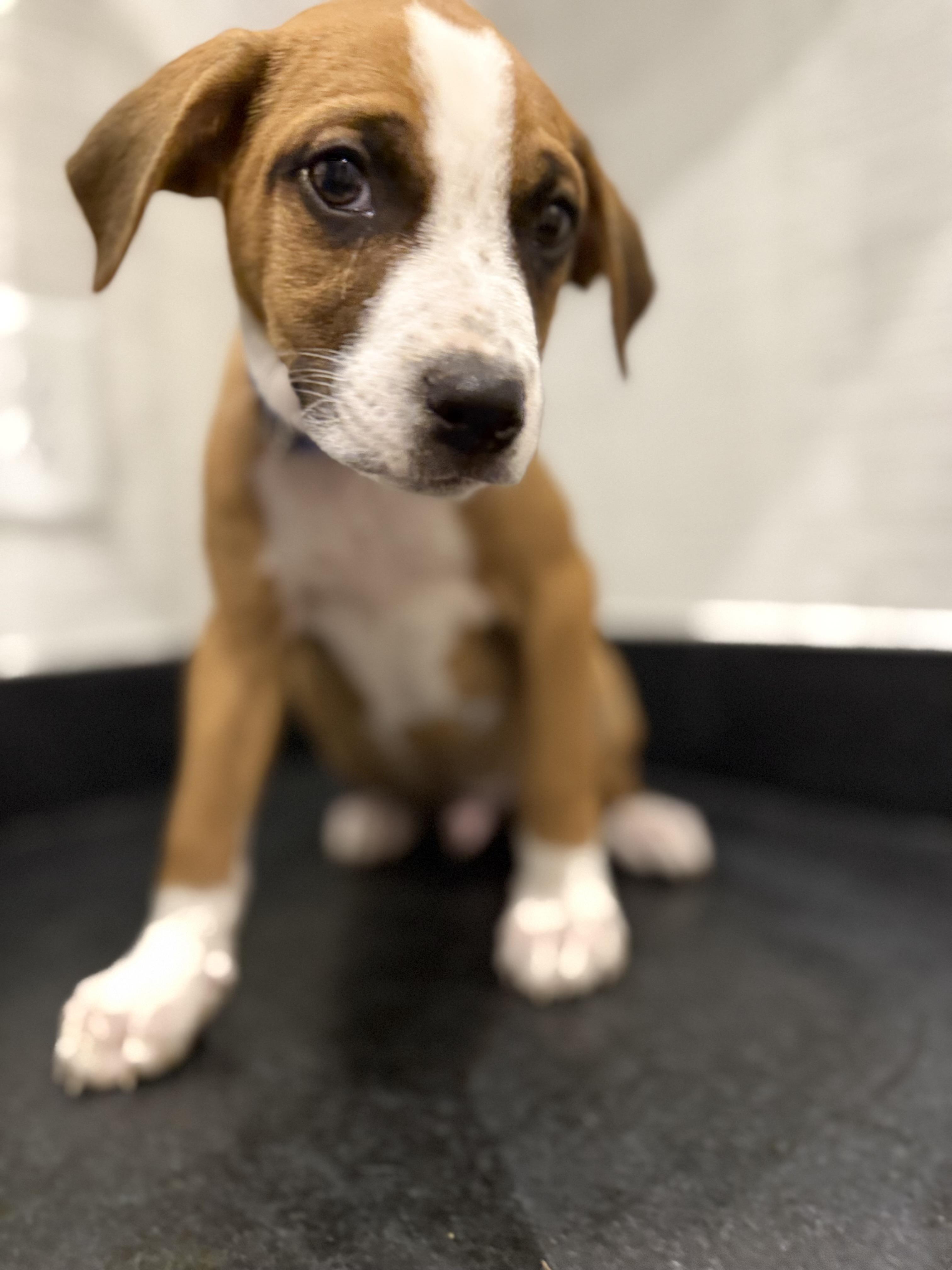 Cooper (McMinnville St. pup)