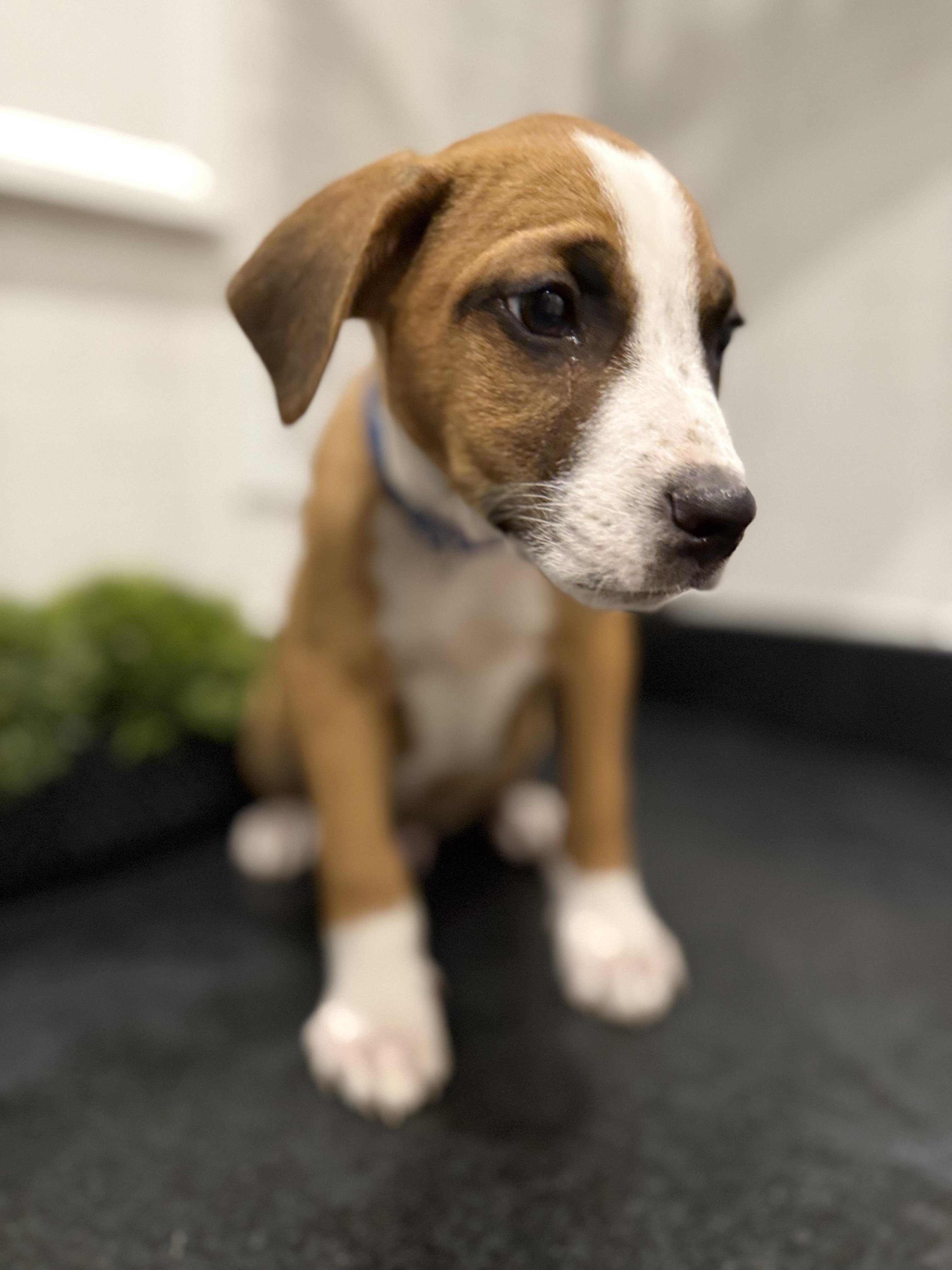 Cooper (McMinnville St. pup)