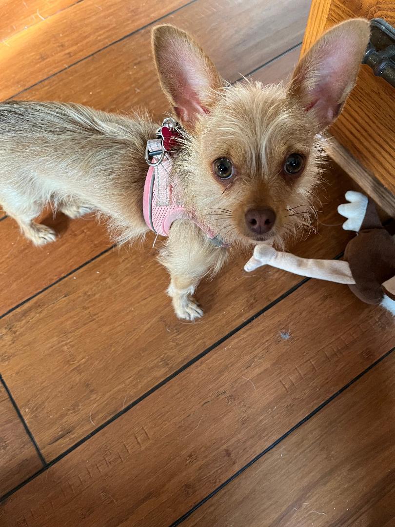 Mazy - Adoption Pending, Adopted, Young Female Chihuahua.