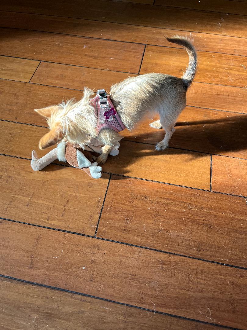 Enlarge Mazy - Adoption Pending, a Adopted Chihuahua in Rootstown, OH image 2/3