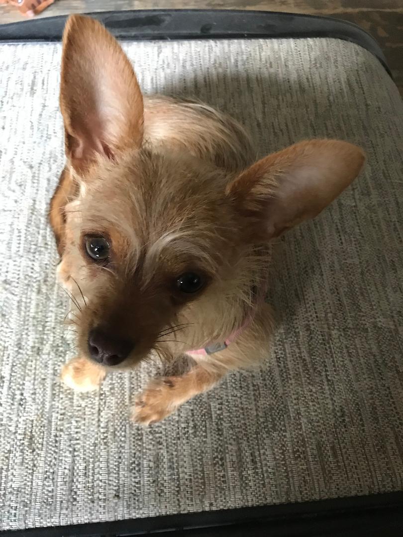 Enlarge Mazy - Adoption Pending, a Adopted Chihuahua in Rootstown, OH image 3/3