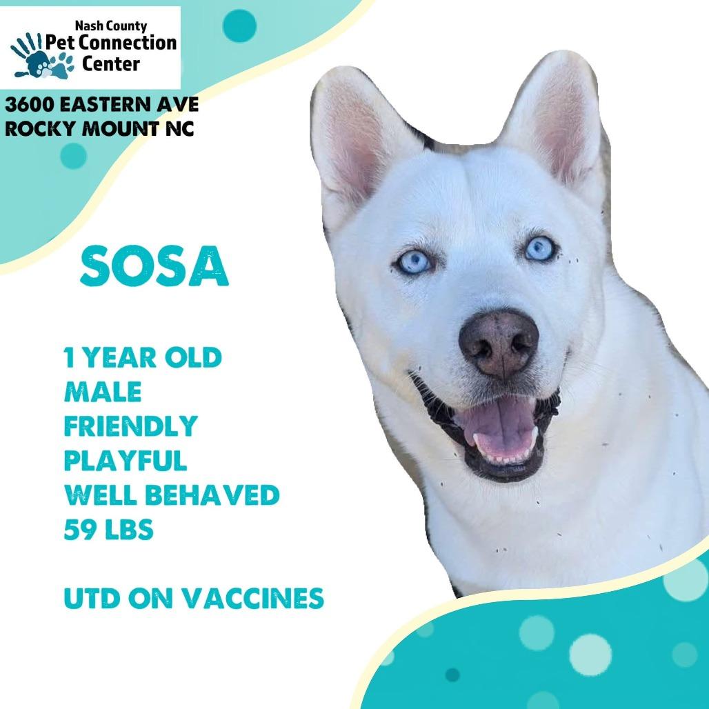 SOSA Available NOW - ADOPTION or RESCUE! photo