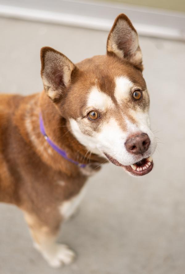 Meatball, Adoptable, Adult Male Siberian Husky.
