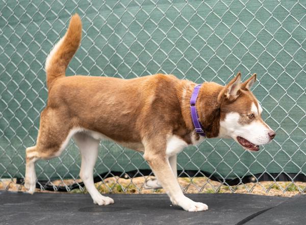 Enlarge Meatball, a Adoptable mixed breed in Stratham, NH image 2/2