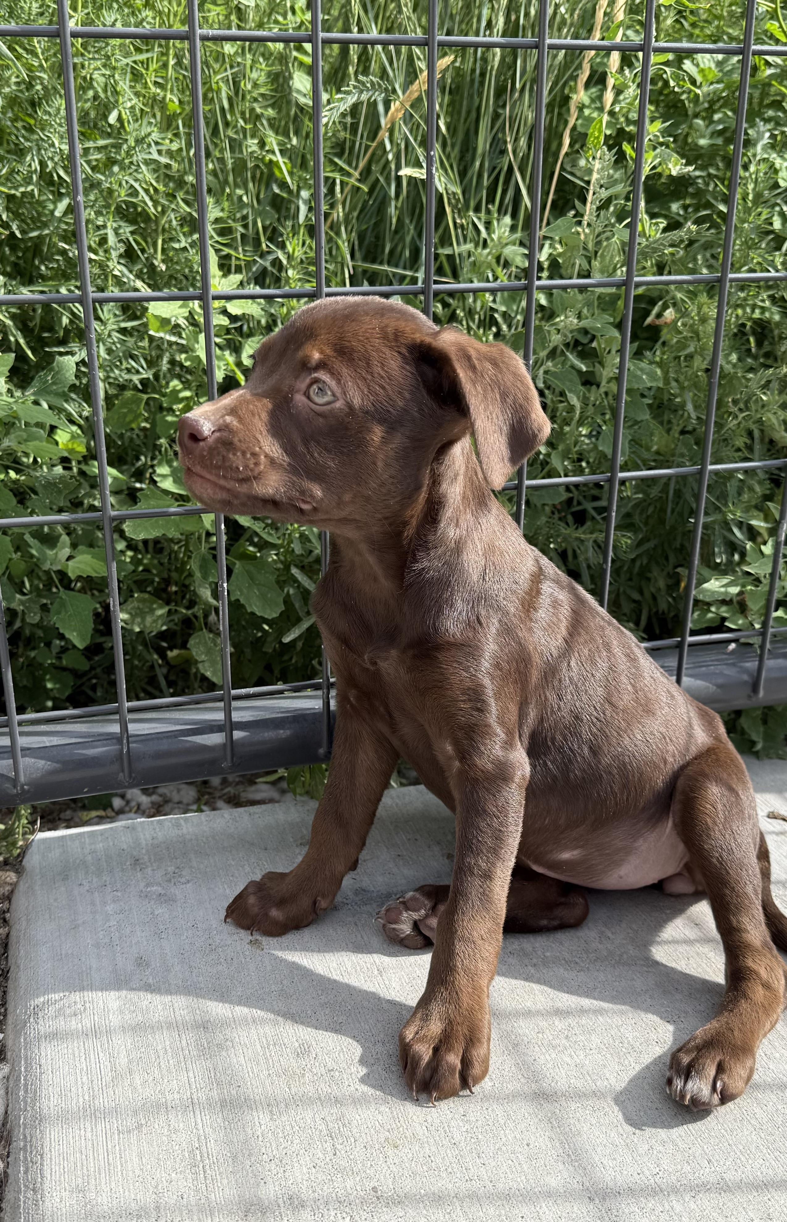 Hershey, an adoptable Labrador Retriever in Cheyenne, WY, 82009 | Photo Image 2