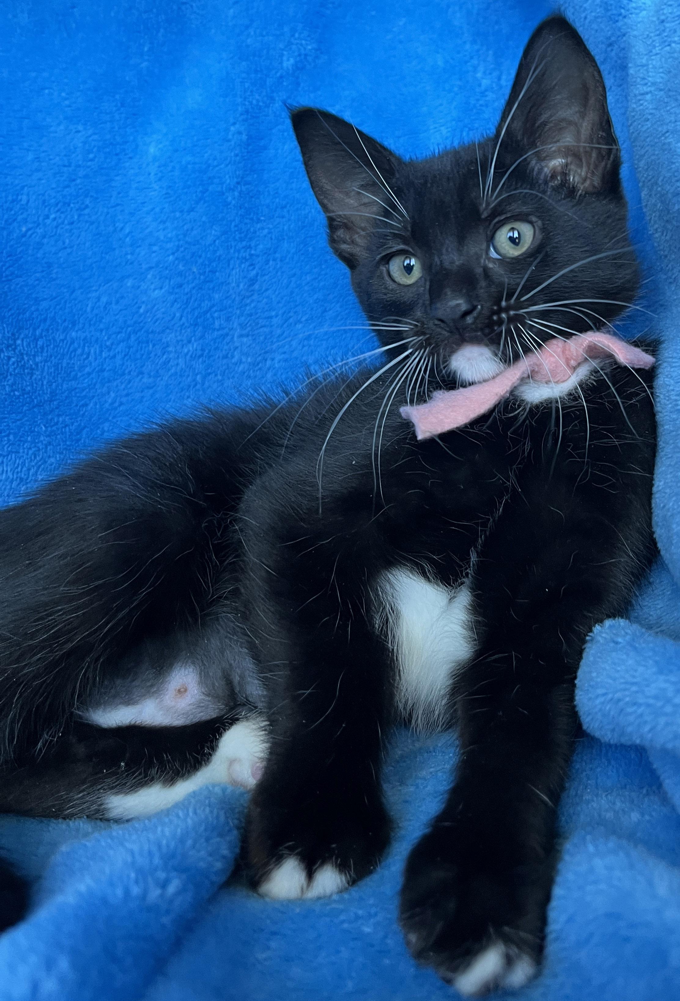 Rilley, ADOPTABLE, Kitten Female Tuxedo.