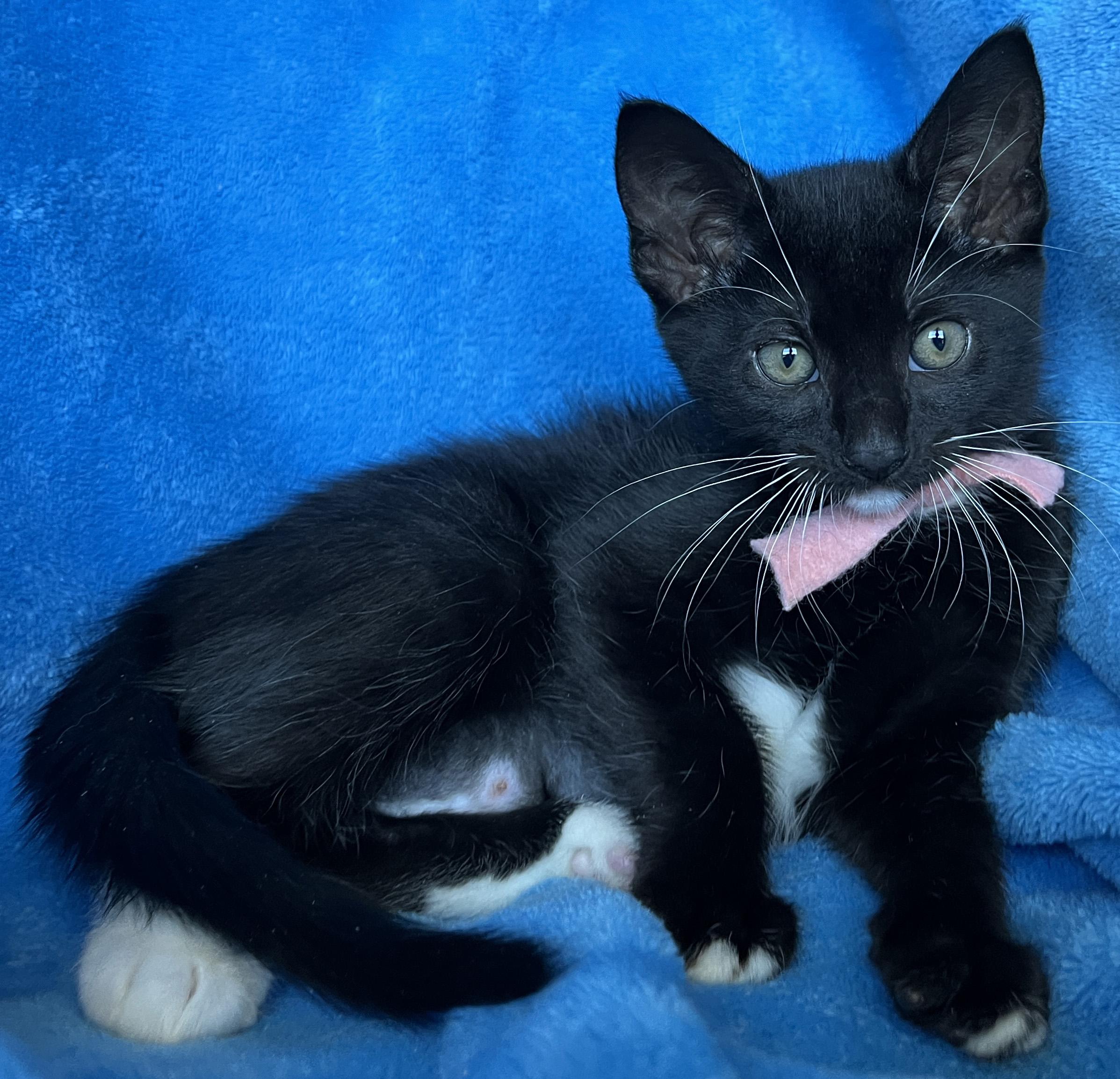 Enlarge Rilley, a ADOPTABLE Tuxedo in Tigard, OR image 2/3