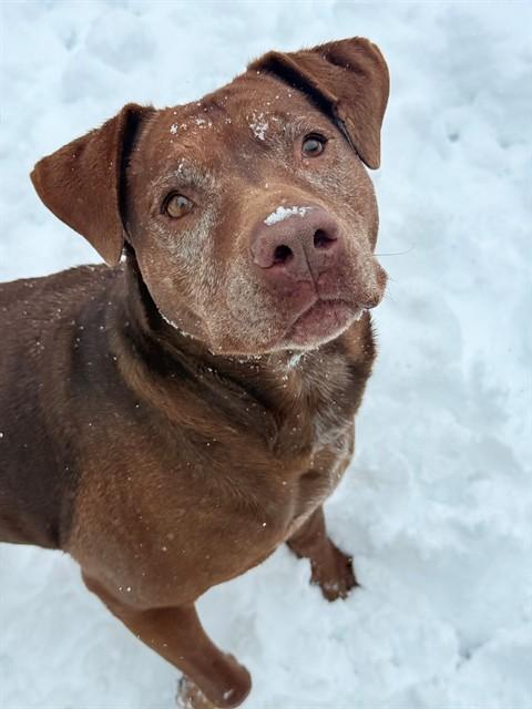 Enlarge LOLA, a Adoptable mixed breed in South Lake Tahoe, CA image 1/1