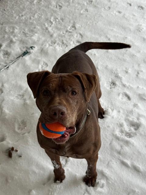 LOLA, Adoptable, Adult Female Pit Bull Terrier & Pit Bull Terrier.