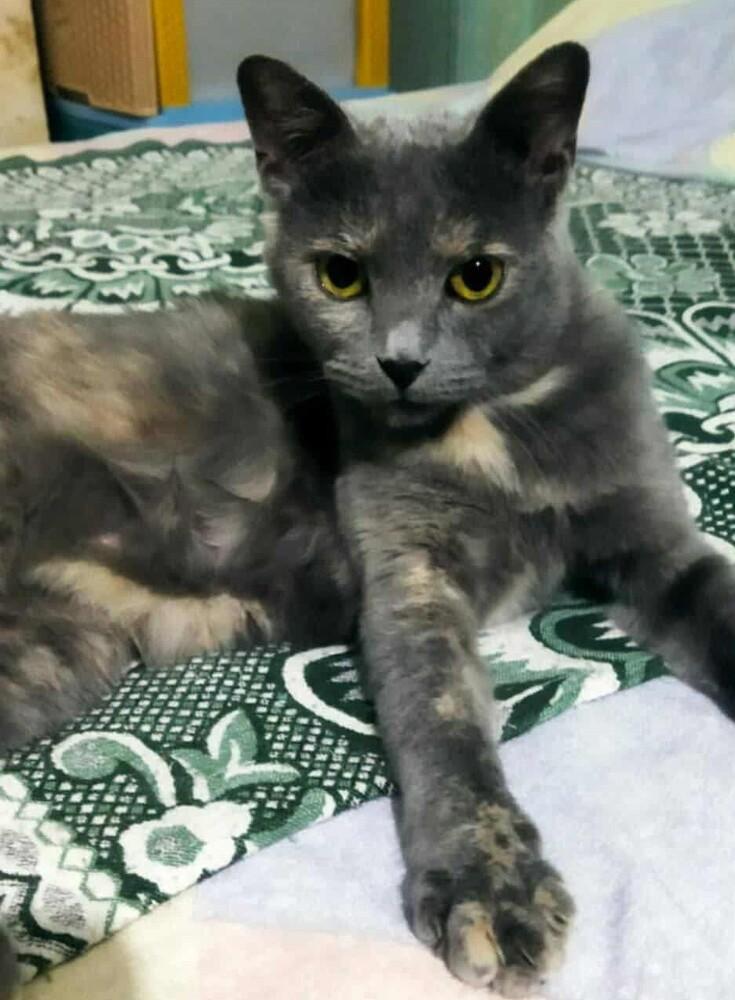 Perry, Adoptable, Young Female Egyptian Mau & Persian.