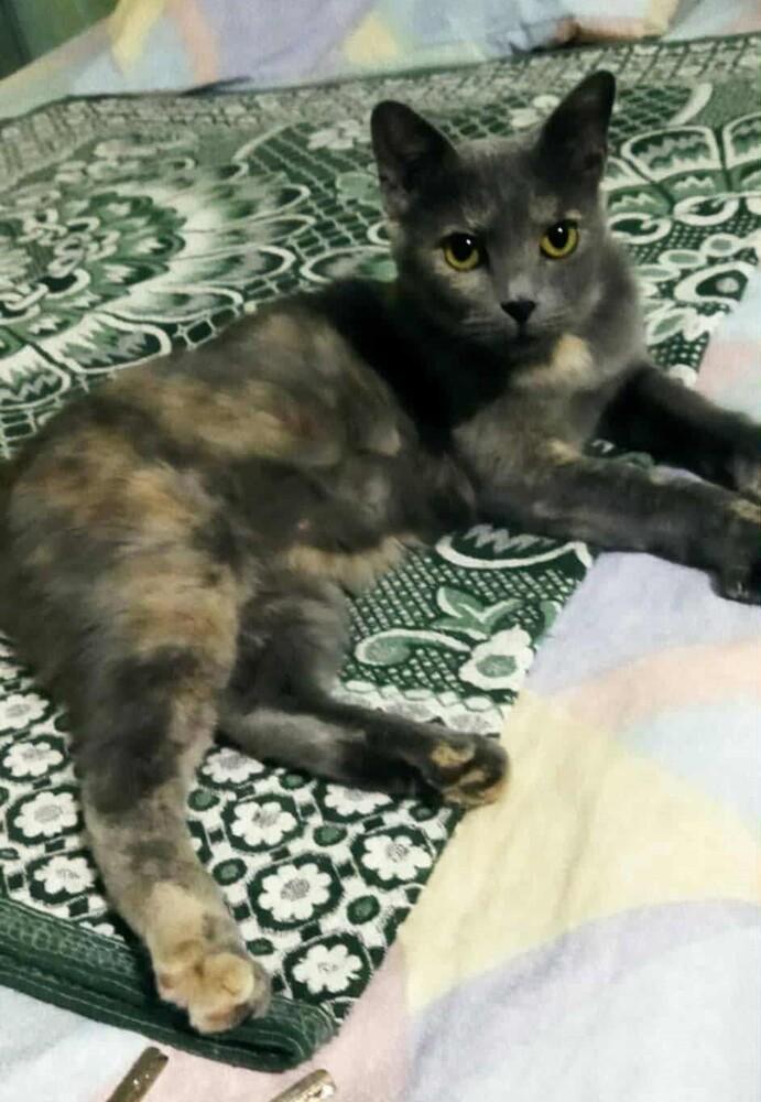 Enlarge Perry, a Adoptable mixed breed in WOLCOTT, CT image 3/6