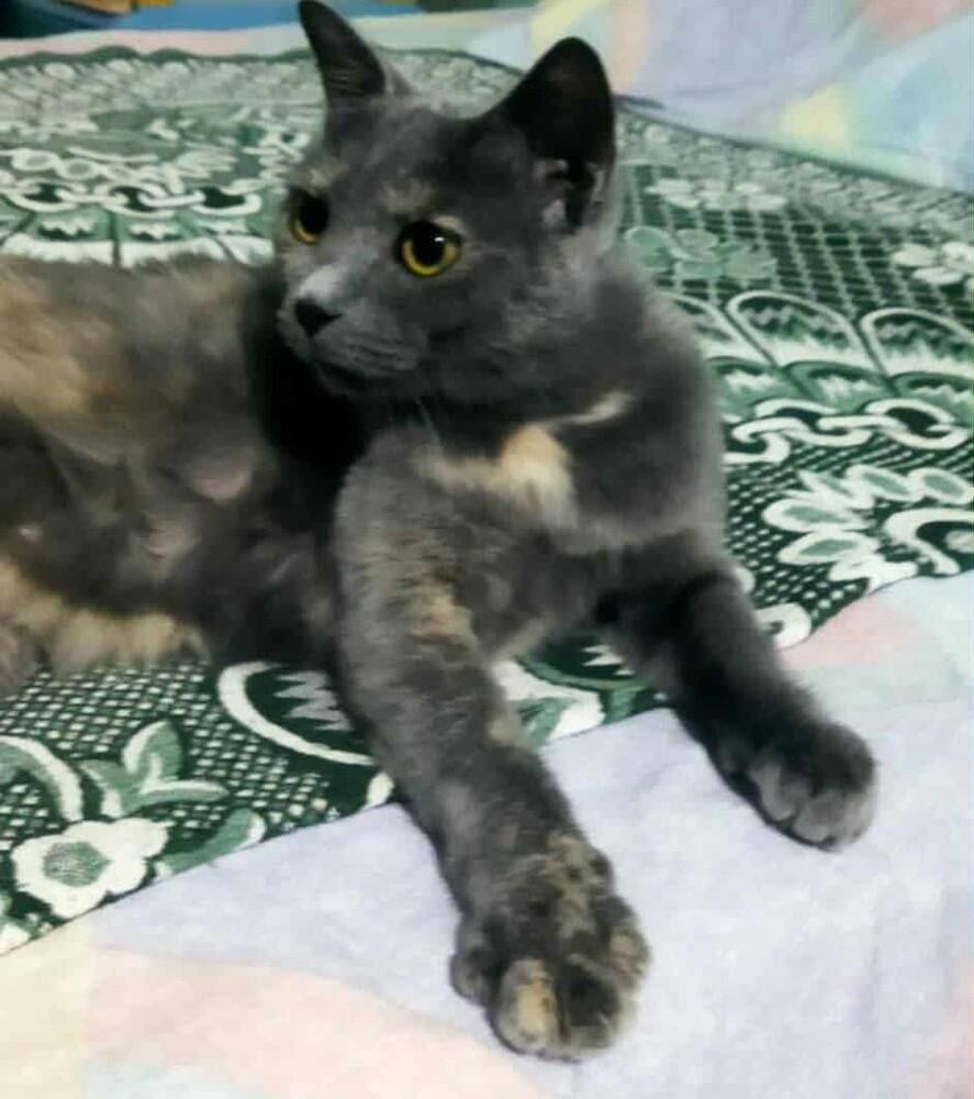 Enlarge Perry, a Adoptable mixed breed in WOLCOTT, CT image 4/6