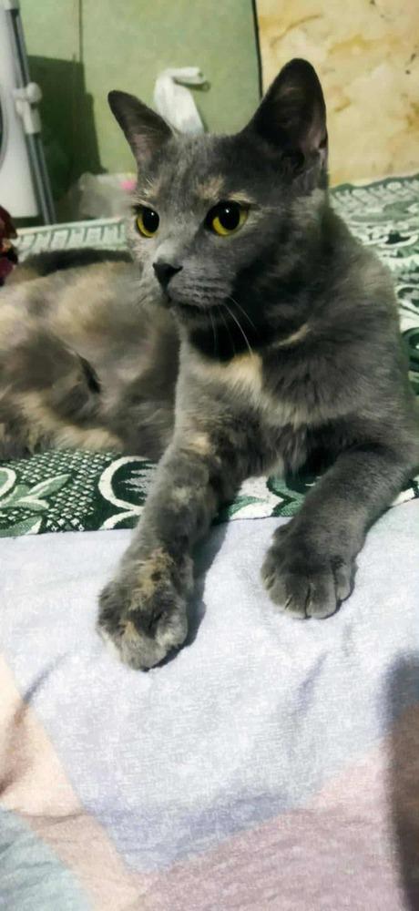 Enlarge Perry, a Adoptable mixed breed in WOLCOTT, CT image 5/6