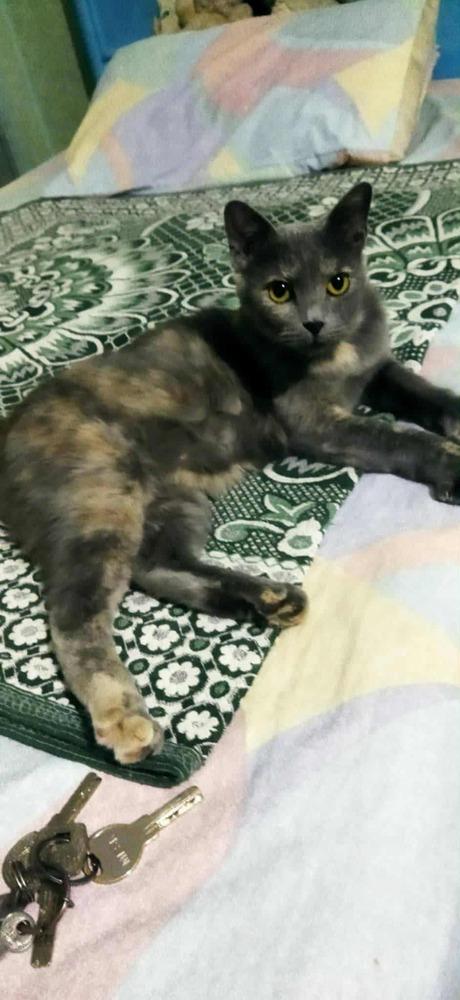 Enlarge Perry, a Adoptable mixed breed in WOLCOTT, CT image 6/6