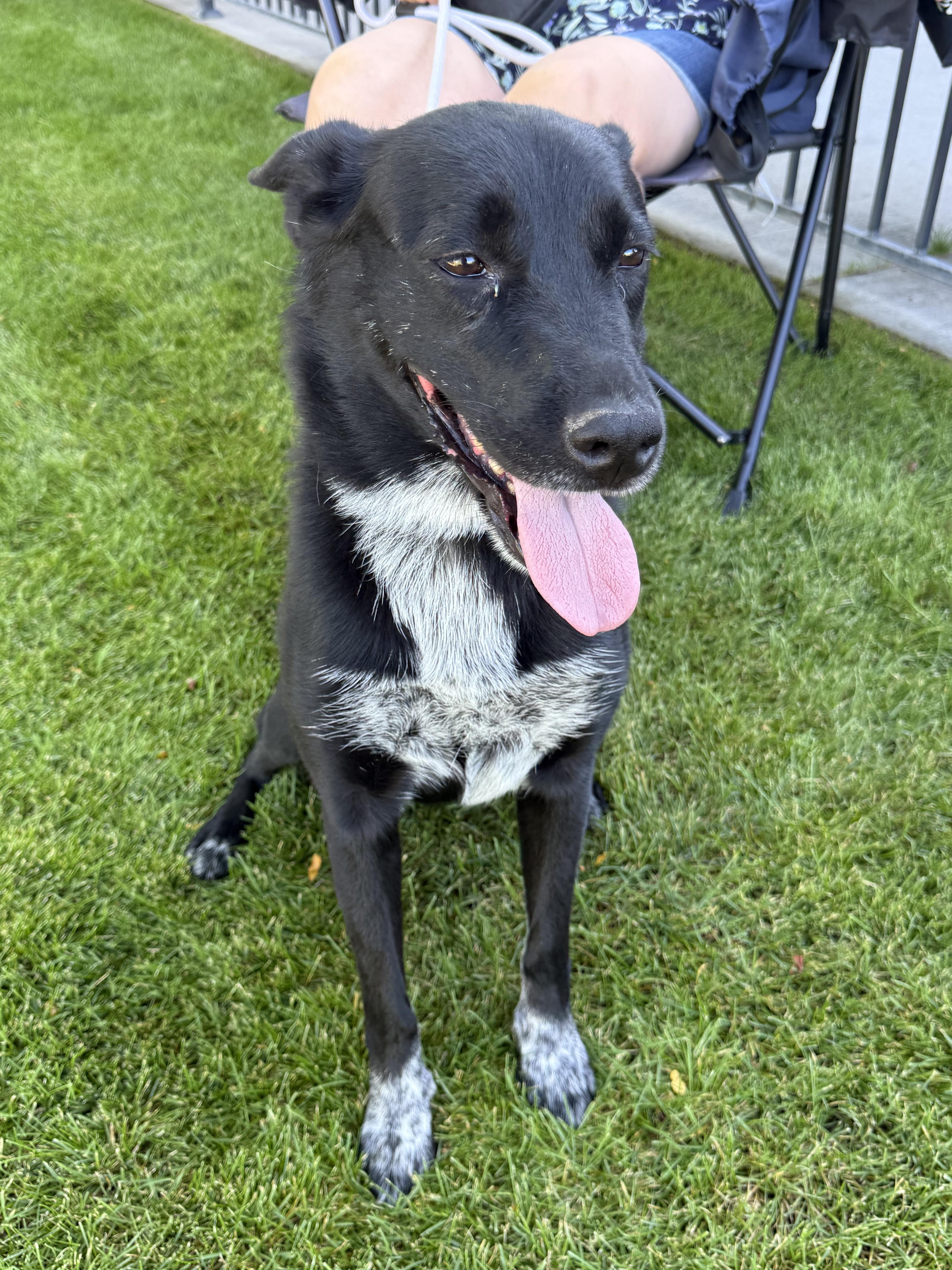 Mal, ADOPTABLE, Adult Female Border Collie & Australian Cattle Dog / Blue Heeler.