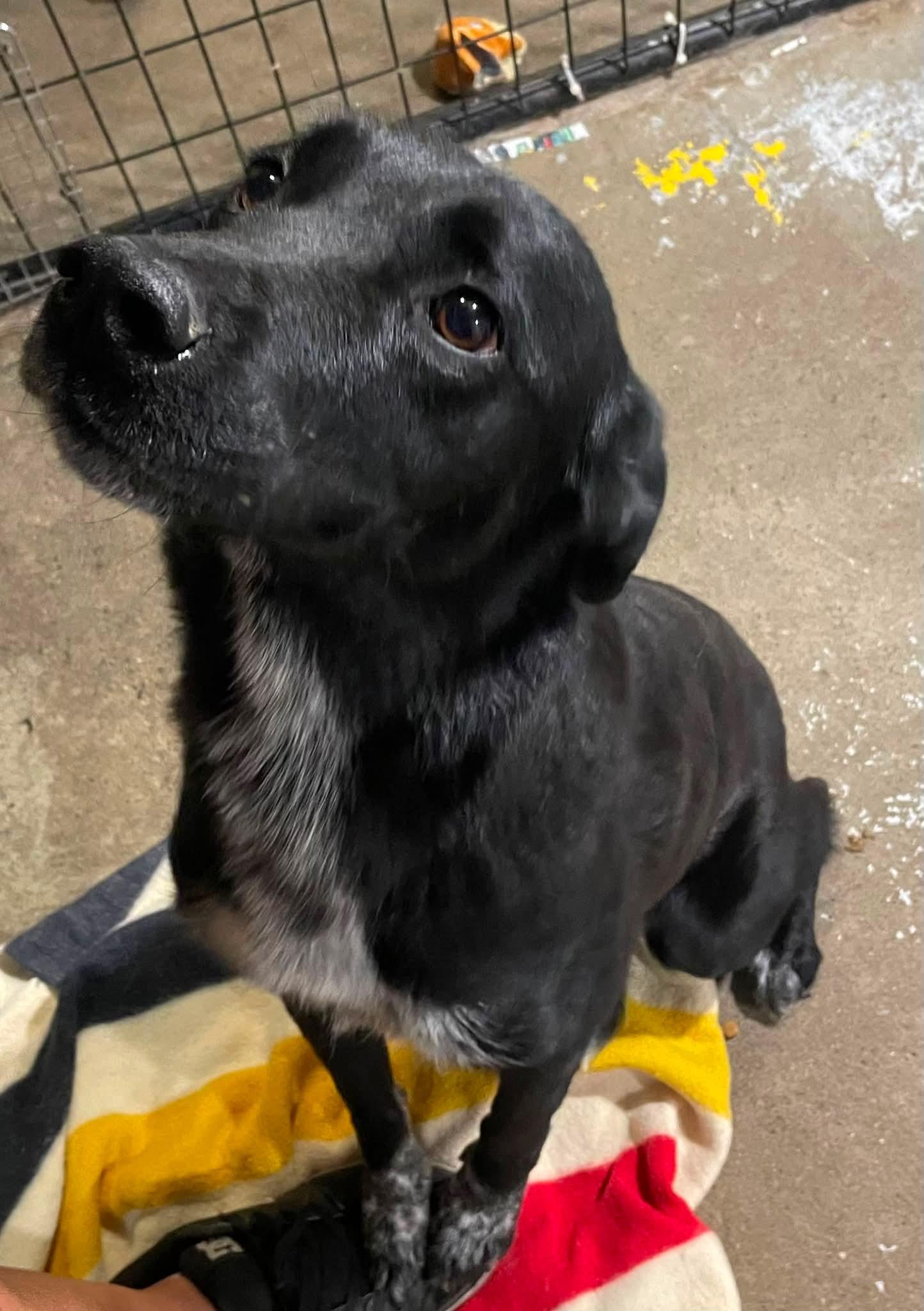 Enlarge Mal, a ADOPTABLE mixed breed in Billings, MT image 2/2
