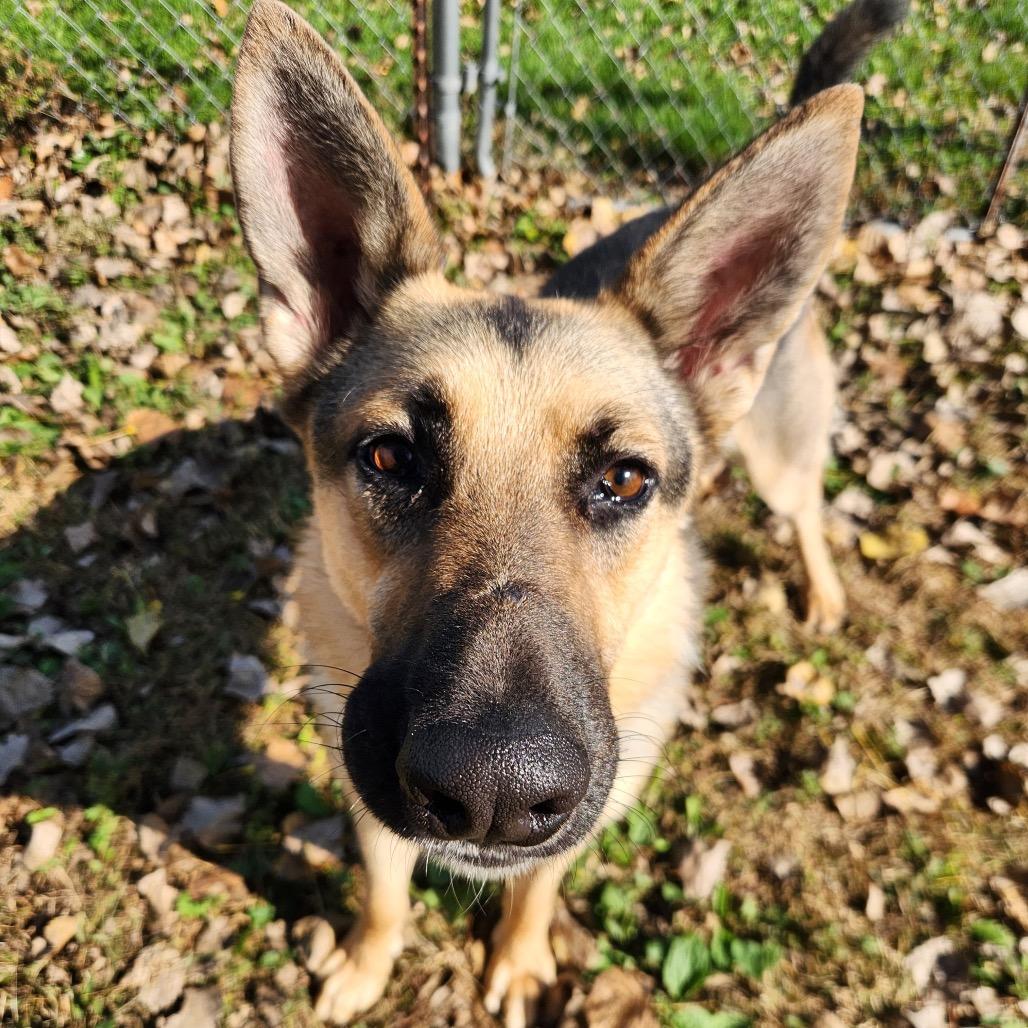 Tommy, a Adoptable German Shepherd Dog in Mankato, MN image 1/6
