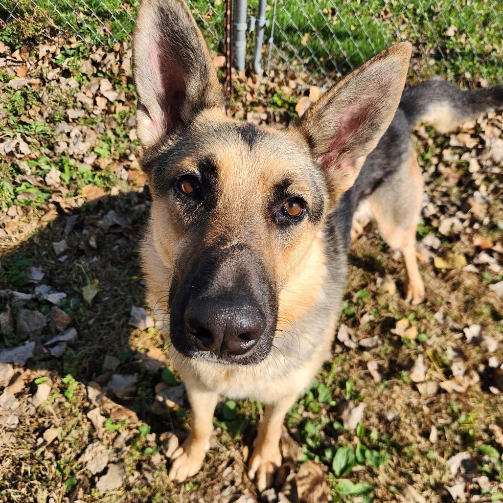 Tommy, Adoptable, Adult Male German Shepherd Dog.