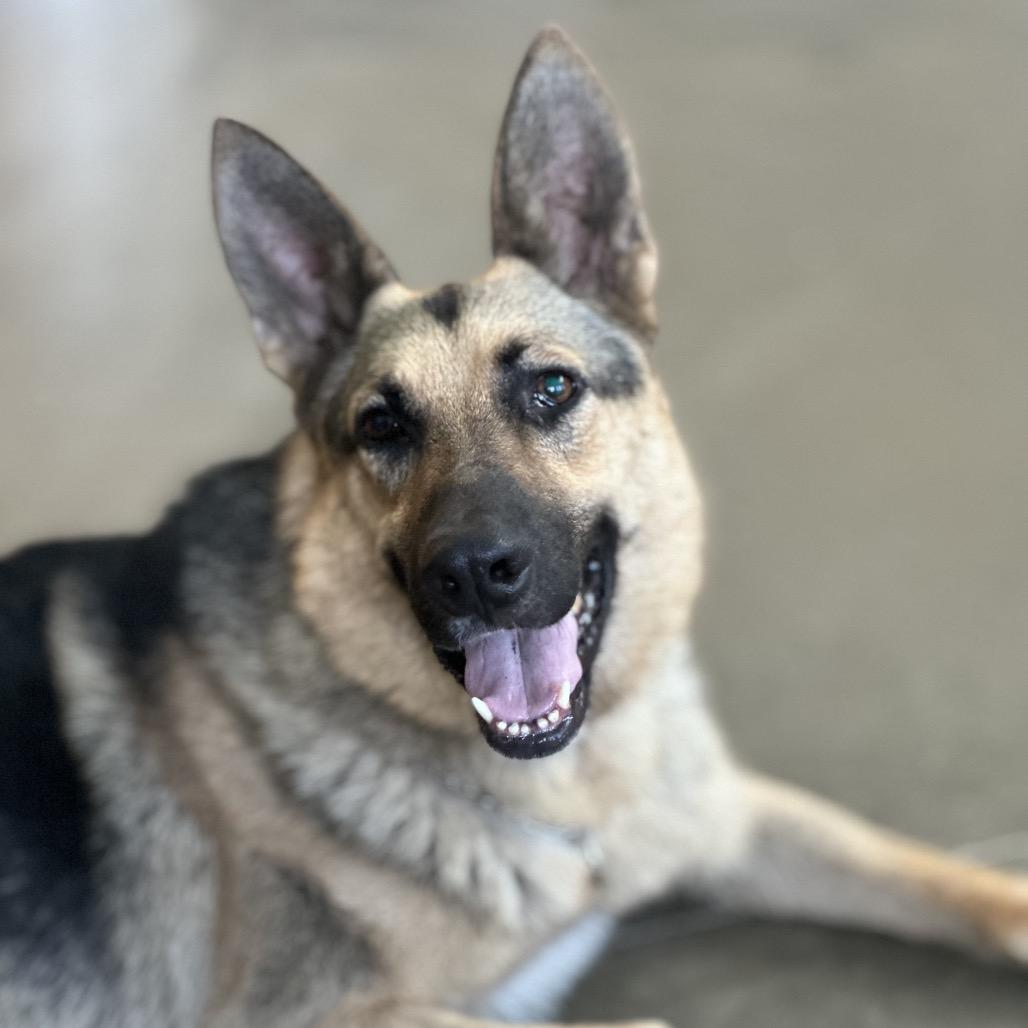 Tommy, a Adoptable German Shepherd Dog in Mankato, MN image 3/6