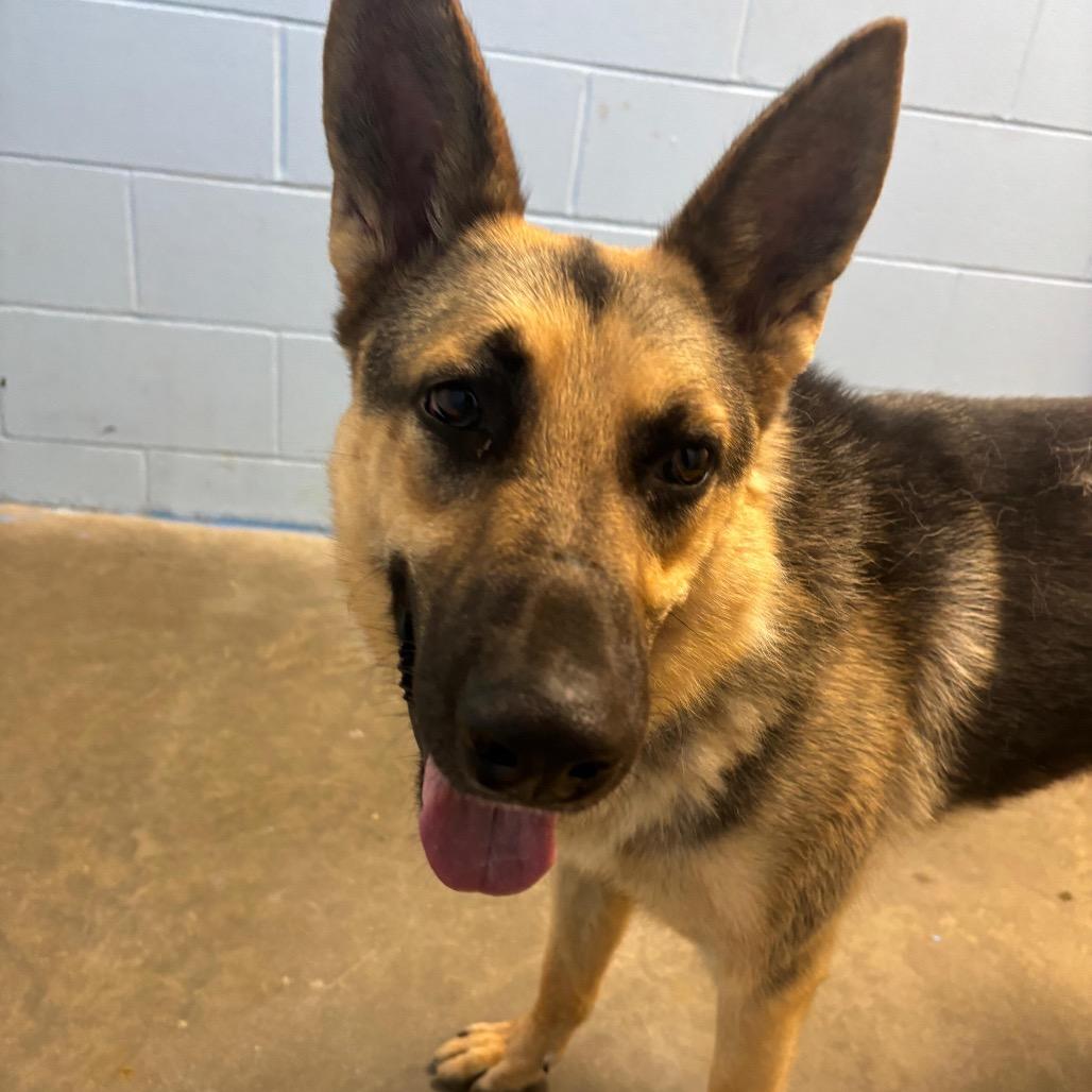 Tommy, a Adoptable German Shepherd Dog in Mankato, MN image 4/6