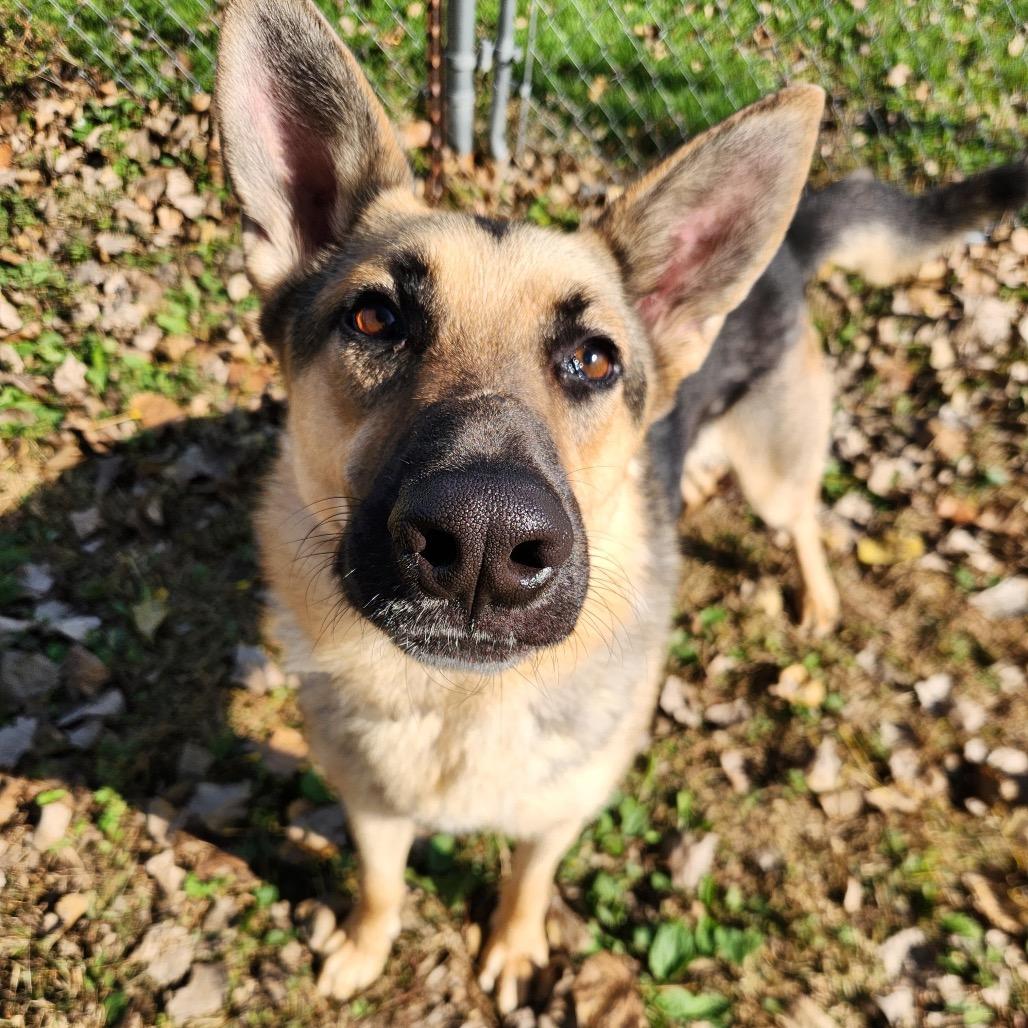 Tommy, a Adoptable German Shepherd Dog in Mankato, MN image 5/6